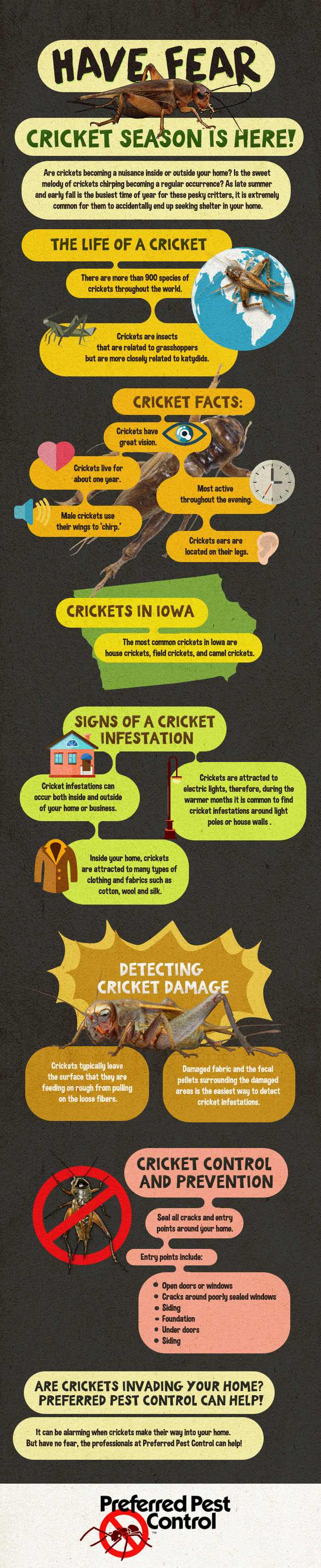 Have Fear, Cricket Season Is Here!